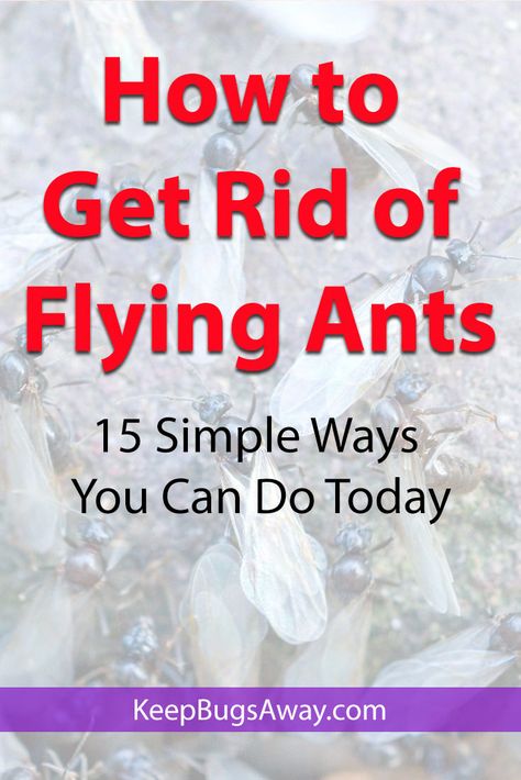 How to Get Rid of Flying Ants: Top 15 Easy Ways to Kill Flying Ants How To Get Rid Of Flying Ants, Flying Ants How To Get Rid Of, Flying Ants In House, Home Remedies For Flies, Ant Killer Natural, Ants With Wings, Homemade Ant Killer, Ant Spray, Flying Ants