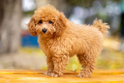 Different Haircuts for Toy Poodle Puppies Toy Poodle Puppy Cut, Poodle Puppy Cut, Toy Poodle Haircut, Poodle Haircuts, Different Haircuts, Toy Poodle Puppy, Poodle Hair, Poodle Haircut, Poodle Cuts