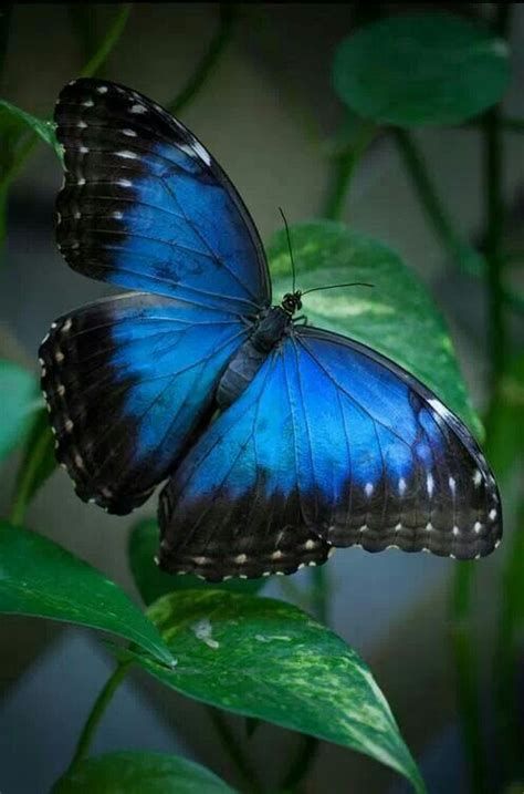 Morpho Azul, Butterfly Chrysalis, Most Beautiful Butterfly, Blue Rose Tattoos, Beautiful Butterfly Pictures, Beautiful Butterfly Photography, Blue Morpho Butterfly, Beautiful Butterflies Art, Morpho Butterfly