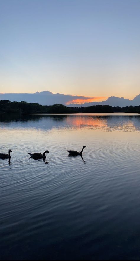 Lake Phone Wallpaper, Lake Aesthetic Pictures, Lake Mood Board, Duck Lockscreen, Lake Background, Air Wallpaper, Pond Animals, Lake Swimming, Ipad Air Wallpaper