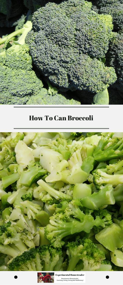 Looking for a recipe for canning broccoli? Here is one for pressure canning broccoli that is simple even for those just learning how to can. #canningbroccoli #pressurecanningbroccoli #canningvegetables #howtocan Broccoli Canning Recipes, Canned Broccoli, Canning Broccoli, Sterilizing Canning Jars, Fermenting Recipes, Ball Blue Book, Canning Salt, Sustainable Diy, Pressure Canning Recipes