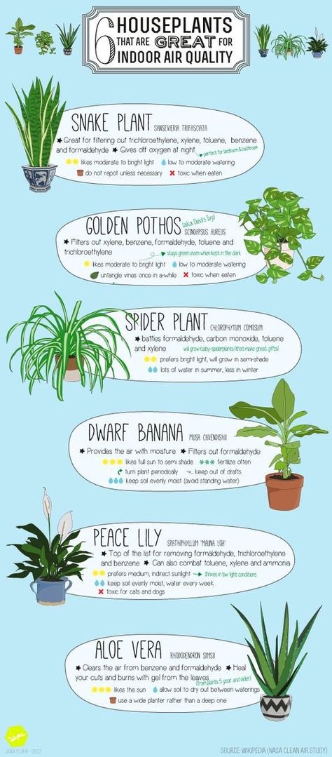 The air we breathe matters but did you know plants can help improve the air in your home? Plants have a far bigger impact than just being a decorative asset and nice to look at.  In fact NASA has compiled a first list of air-filtering plants as part of the NASA Clean Air Study, which researched ways to clean air in spa Banana Spider, Plants Pothos, Tanaman Air, Tanaman Indoor, Spider Plant, Golden Pothos, Inside Plants, Houseplants Indoor, Peace Lily