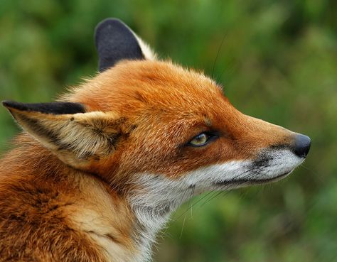 Red Fox by Peter G Trimming Clever Animals, Dog Family, British Wildlife, Lone Wolf, Amazing Facts, Red Fox, Wolves, Facts About, Animal Print