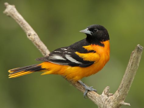 Baltimore Oriole - Icterus galbula - Birds of the World Baltimore Orioles Birds, Oriole Bird, Baltimore Oriole, Deciduous Trees, Backyard Birds, All Birds, Bird Pictures, Pretty Birds, Bird Photo