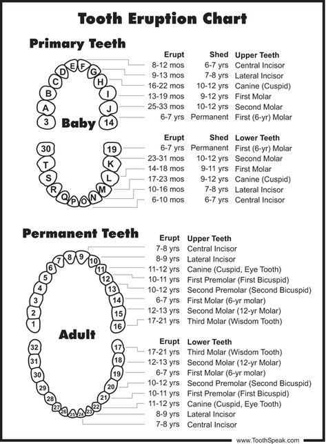 Eruption-sequence-diagramthumb Kids Teeth Chart, Teeth Eruption Chart, Teeth Printable, Baby Tooth Chart, Teeth Diagram, Dental Assistant School, Dental Hygienist School, Dental Assistant Study, Dental Hygiene Student