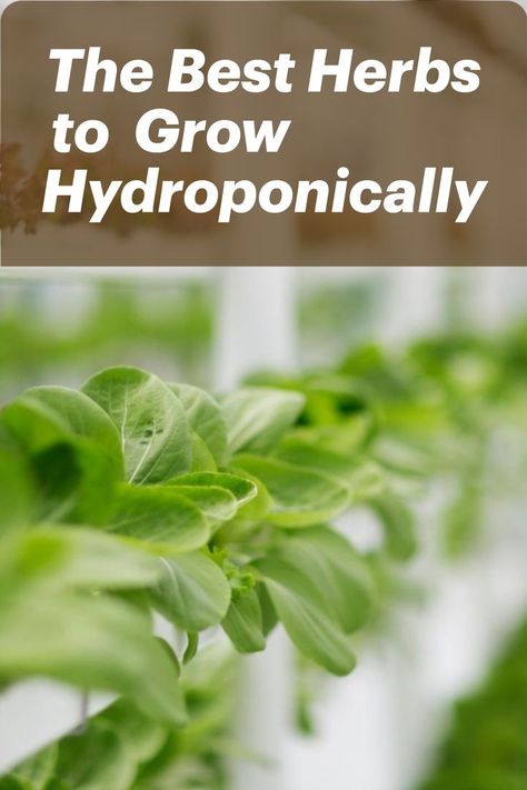 Interested in hydroponic gardening?

Hydroponics is a process of growing plants in water instead of soil. This method has many benefits, including faster growth, using less space, and no need for soil. Pests and diseases are also less likely to affect plants grown hydroponically.

Also, hydroponic gardens can be indoors or outdoors and are perfect for anyone who wants to grow herbs and vegetables. Let's look at which herbs are best suited for this gardening method. What To Grow In Hydroponics, Growing Plants In Water, Hydroponic Gardening Diy, Hydroponic Herb Garden, Indoor Hydroponic Gardening, Best Herbs To Grow, Hydroponic Grow Systems, Herbs To Grow, Fantasy Space