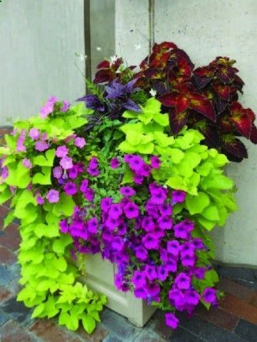 Sweet potato vine, coleus , and wave petunias Small Yard Landscaping, Balcony Gardening, Container Gardening Flowers, Flower Garden Design, Have Inspiration, Outdoor Flowers, Garden Containers, Outside Ideas, Container Flowers