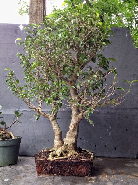 How about some love for a ficus benjamina? | Adam's Art and Bonsai Blog✖️Art  Ideas  Home  Beauty ✖️Fosterginger @ Pinterest✖️ Bonsai Tips, Garden Bonsai Tree, Bonsai Diy, Tree Hugging, Ficus Bonsai, Bonsai Ficus, Jade Bonsai, Bonsai Forest, Ficus Microcarpa