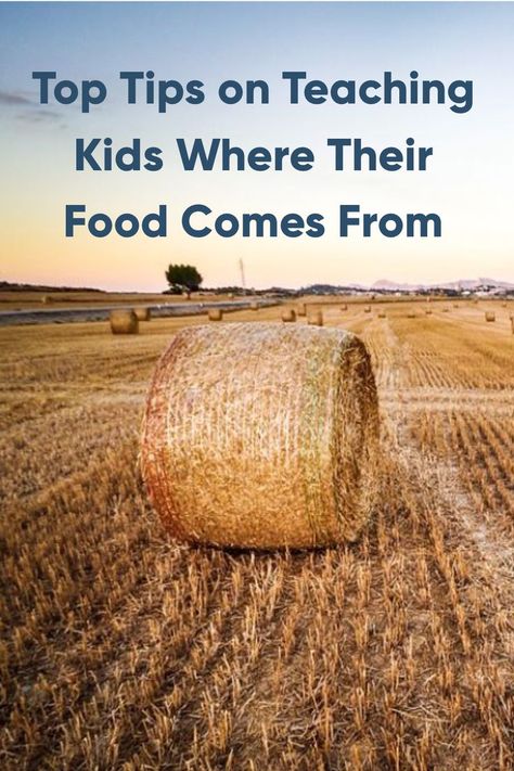 Does your child know where their food comes from? Click Here to read our Top Tips to help you teach them more understanding of where food comes from. #TopTips #Parenting #FoodSource #Food #Kids#Learning #TeachKids #TeachingChildren Ks1 Science, Parenting Win, Farm Day, Parenting Goals, Parenting Knowledge, How To Start Homeschooling, Education Inspiration, Food Kids, Parenting 101