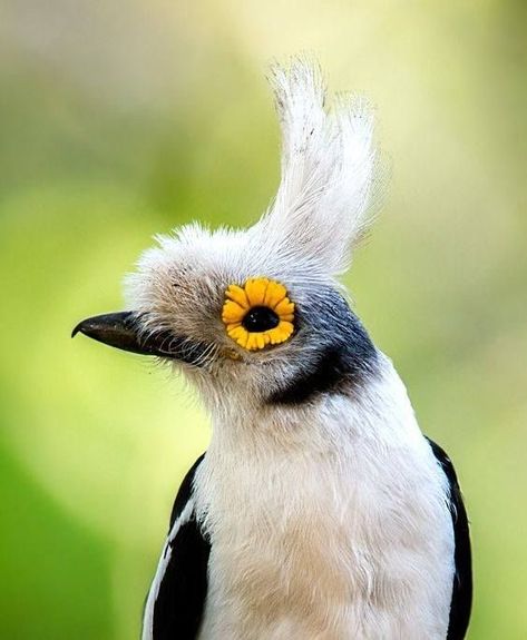 White-crested Helmetshrike Bird Kite, Amazing Birds, Most Beautiful Birds, Bird Watcher, All Birds, Exotic Birds, Pretty Birds, Bird Photo, Colorful Birds