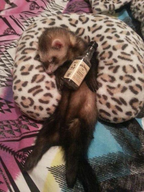 A Ferret, Extremely Funny, Ferret, Pet, Memes, Funny