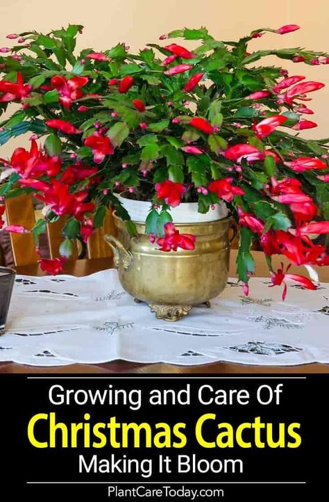 The Christmas cactus blooming - No other plant seems to be equal it for its odd beauty or the number of questions from frustrated owners. [CARE DETAILS] Christmas Cactus Propagation, Cactus Wallpaper, Christmas Cactus Care, Christmas Cactus Plant, Holiday Cactus, Cactus Care, Christmas Plants, Christmas Cactus, Cactus Y Suculentas