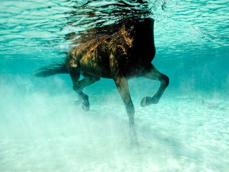 Seehorse I Marine Photography, The Scorpio Races, Sailing Photography, Whatsapp Wallpaper, Online Photography, Under Water, Horse Photography, Underwater Photography, Underwater World