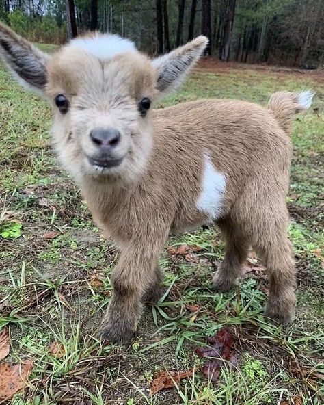 🐑sheeps❤goats🐐 on Instagram: “@world_goats Stop everything you are doing and look at this happy goat 🐐🐐🐐 Credit ¿? (md) Follow❤If you are a goat lover, you are in the…” Barn Animals, Baby Farm Animals, Baby Goat, Fluffy Cows, Cute Goats, Baby Animals Pictures, Baby Goats, Super Cute Animals