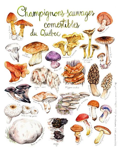 Print Quebec Wild Edible Mushroom Mushroom by MathildeCinqMars Edible Wild Mushrooms, Types Of Mushrooms, Botanical Kitchen, Mushroom Species, Mushroom Crafts, Mushroom Drawing, Plant Fungus, Edible Mushrooms, Wild Mushroom