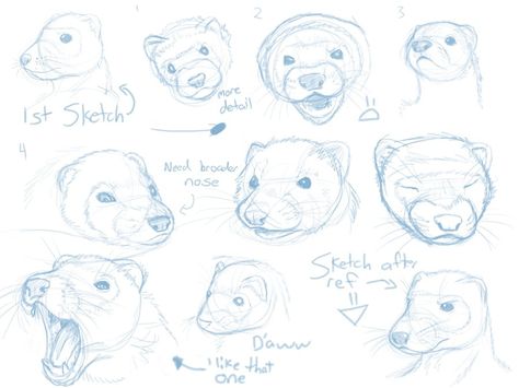 Ferret Anatomy Drawing, Ferret Drawing Sketches, Ferret Fursuit, Ferret Sketch, Ferret Anatomy, Pet Reference, Raccoon Drawing, Cute Ferrets, Animal Drawings Sketches