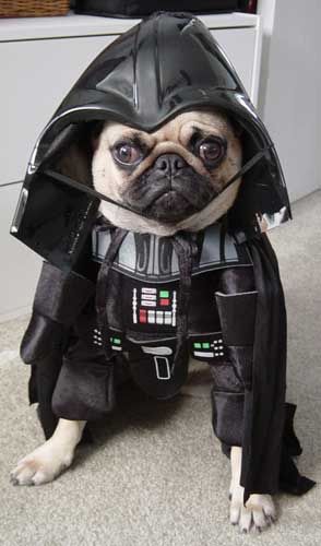 Dad, this is last time you will do this to me.  I will never be still again, not even for a treat.  Grrrrrrrrr Darth Vader Dog, Pug Party, Dressed Up Dogs, Anjing Pug, Pugs In Costume, Dog Costumes Funny, Star Wars Costumes, A Pug, Dog Halloween Costumes