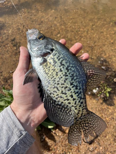 Black crappie I caught with nice colors. I haven’t seen one in Utah like this. How To Cook Crappie Fish, Best Crappie Recipes, Diy Crappie Beds, Black Crappie, Nice Colors, Crappie Fishing, Utah, Fishing, Black