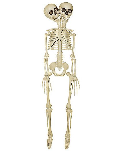 20 Inch Two-Headed Skeleton - Decorations - Spirithalloween.com Halloween Skulls, Haunted Forest, Seeing Double, Make Halloween, Skeleton Decorations, For The Record, Two Heads, Halloween 2022, Halloween Props