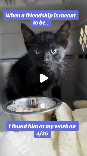 Land of Floof by BVIRAL on Instagram: "Rescue kittens become best friends #BVIRAL

(@the.pasta.kitties)" Heart Cats, Rescue Kittens, Funny Black Cat, Kitten Rescue, Funny Pets, Cute Cats And Dogs, Crazy Cat Lady, Animal Gifs, Cat Lady