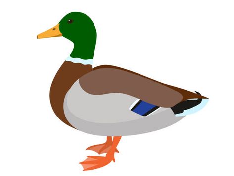 Mallard Duck Art, Mallard Duck Illustration, Mallard Illustration, Mallord Duck, Mallard Duck Drawing, Male Duck, Duck Cookies, Duck Float, Duck Silhouette