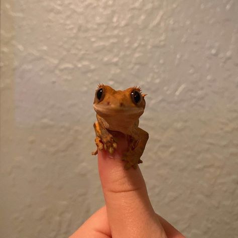 Lizard Astethic, Cute Lizards Pets, Cute Geckos, Lizards Aesthetic, Crusted Geckos, Geko Lizard, Crestie Gecko, Gecko Aesthetic, Lizards Pet