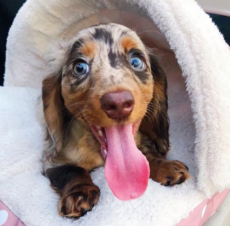 Animal Advocacy, Weenie Dogs, Miniature Dachshund, Mini Dachshund, Dachshund Puppies, Dachshund Lovers, Weiner Dog, Wiener Dog, Sausage Dog