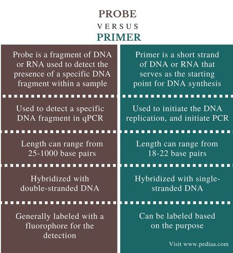 Difference Between Probe and Primer | Definition, Design, Importance, Similarities and Differences Dna Polymerase, Chemistry Basics, Definition Design, Dna Technology, Ionic Bonding, Dna Replication, Energy Activities, Chemistry Notes, Similarities And Differences