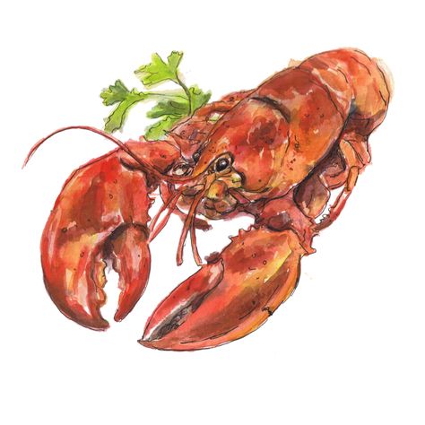 Lobster Drawing, Lobster Illustration, Beer Drawing, Almond Pancakes, Fish Pictures, Plate Drawing, Lobster Dishes, Lobster Dinner, Lobster Salad