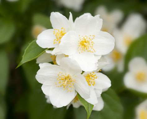 How to Grow and Care for Mock Orange Shrubs Mock Orange Flower, Mock Orange Shrub, Shrubs For Borders, Beautiful White Flowers, Attractive Background, Mock Orange, Orange Plant, Flower Image, Orange Scent