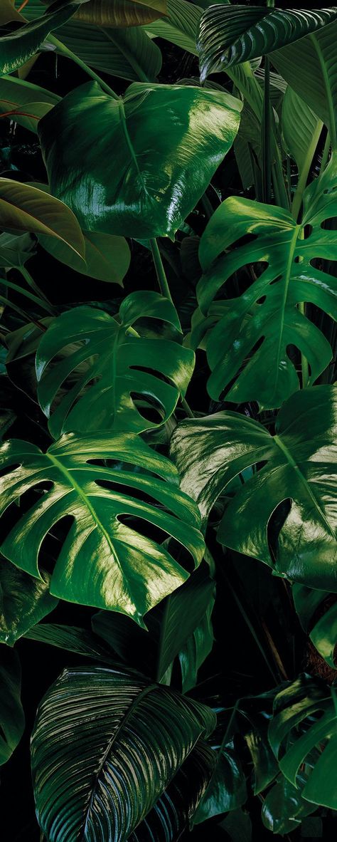 Monstera mural on dark background. Non-woven wall mural in standard or custom sizes. This Monstera mural wallpaper brings nature feelings to your spaces. Monstera Mural, Monstera Leaf Wallpaper, Yuumei Art, Forest Homes, Wallpaper Forest, Belle Nature, Tropical Wallpaper, Plant Wallpaper, Seni Cat Air