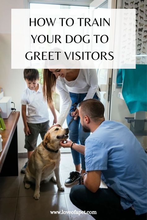 3 Methods on How to Train Your Dog to Greet Visitors Poodle Training, Celebrity Dogs, Dog Games, Lucky Dog, Train Your Dog, Dog Facts, Service Dog, Puppy Care, Dog Training Obedience