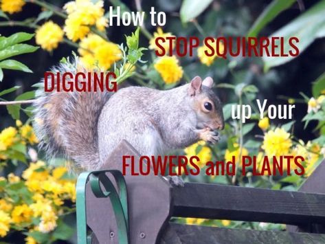 Here are a few ideas to stop #squirrels digging up your bulbs, flowers, and plants. Sensor Lights Outdoor, Front Yard Garden Design, Plant Images, Animal Antics, Cut Flower Garden, British Wildlife, Better Homes And Garden, Love Garden, Front Yard Garden