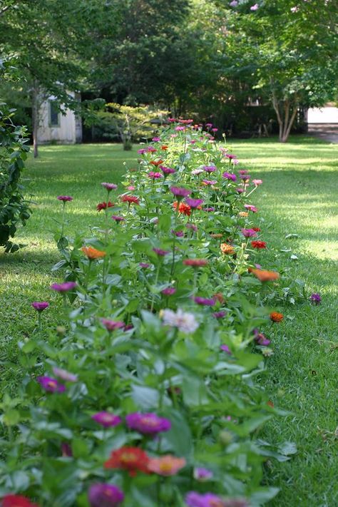 beautiful colors Cut Flower Garden Layout, Flower Garden Layout, Zinnia Garden, American Meadows, Wild Flower Meadow, Garden Idea, Cut Flower Garden, Decoration Garden, Wildflower Garden