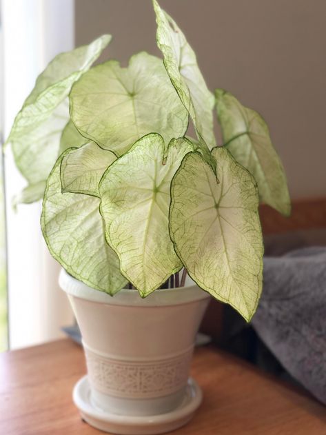 Moonlight caladium Patio Plants, Room With Plants, Little Garden, Plant Lady, Container Plants, Plant Stand, Botanical Art, Indoor Plants, Garden Plants