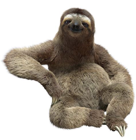 slothmfnation: "How could anyone not like sloths! #slothmfnation" Sloth Photography Seven Deadly Sins, Sloth Reference Photo, Creepy Sloth, Jellyfish Pictures, Ground Sloth, Sloth Meme, Womens Beach Hat, Living In Costa Rica, Sloth Stuffed Animal