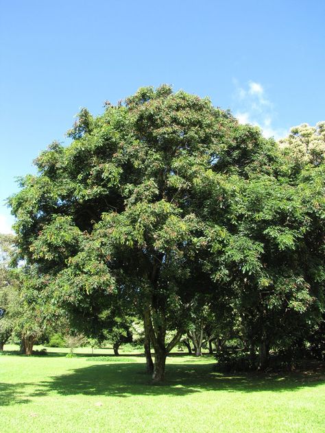 Adenanthera pavonina (Red Bead Tree) — Territory Native Plants Pineapple Guava Tree, Sandalwood Tree, Pineapple Guava, Nitrogen Fixation, Guava Tree, Urban Tree, Red Sandalwood, Large Tree, Tree Seeds