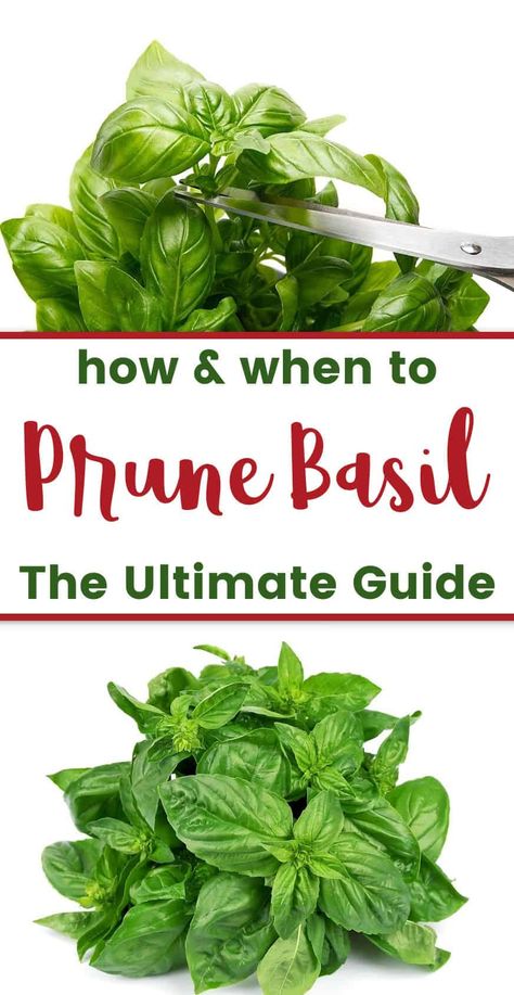 Wondering how to trim basil plants for a larger yeilds? It's easy! The key is to prune often to stimulate growth. Read on to learn more! How To Trim Basil, How To Prune Basil, Prune Basil, Pruning Basil, Drying Fresh Herbs, Bushy Plants, Growing Vegetables In Pots, Growing Herbs Indoors, Preserving Herbs