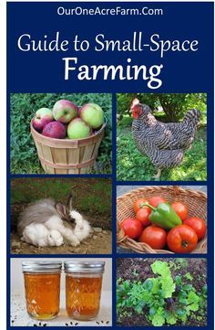 How to Start a Backyard Farm: There are so many options for small space homesteading! This covers space saving gardening, small livestock, foraging, and more. Edible Gardening, Backyard Farm, Homestead Farm, Garden Wallpaper, Mini Farm, Backyard Farming, Small Space Gardening, Small Farm, Hobby Farms