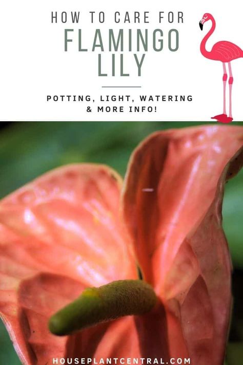 Wondering how to care for the amazing flamingo lily (Anthurium) and make it rebloom? The flamingo lily caresheet reveals everything you need to know! #houseplants Plants Knowledge, Flamingo Lily, Big Green Leaves, Anthurium Care, Lily Plant Care, Flamingo Plant, Lily Care, Lily Plant, Anthurium Plant