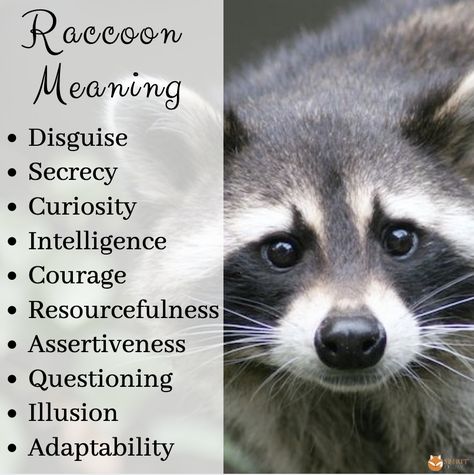 Spirit Animal Raccoon, Raccoon Spirit Animal Meaning, Raccoon Spirit Animal, Raccoon Spiritual Meaning, Raccoon Meaning, Raccoon Symbolism, Meditation Signs, Pendulum Questions, Animal Totem Spirit Guides