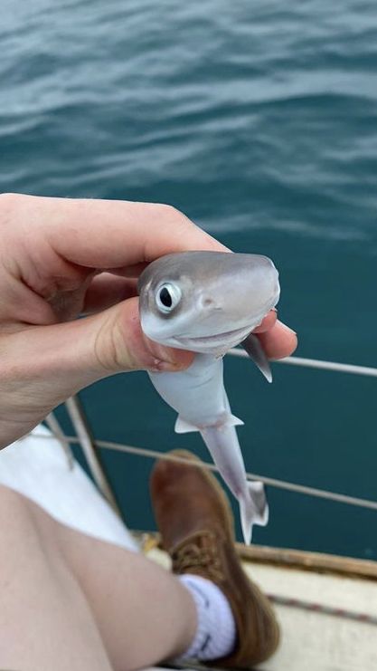 Funny Sharks Pics, Pls Can I Win Shark, Sharks Pictures, Winghead Shark, Baby Hammerhead Shark, Uncommon Animals, Port Jackson Shark, Shark With Sunglasses, Silly Shark