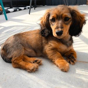 Long Hair Miniature Dachshund, Long Haired Miniature Dachshund Puppies, Shaded Red Long Haired Dachshund, Blonde Dachshund, Short Haired Dachshund, Dachshund Facts, Dapple Dachshund Puppy, Dachshund Training, Dachshund Rescue