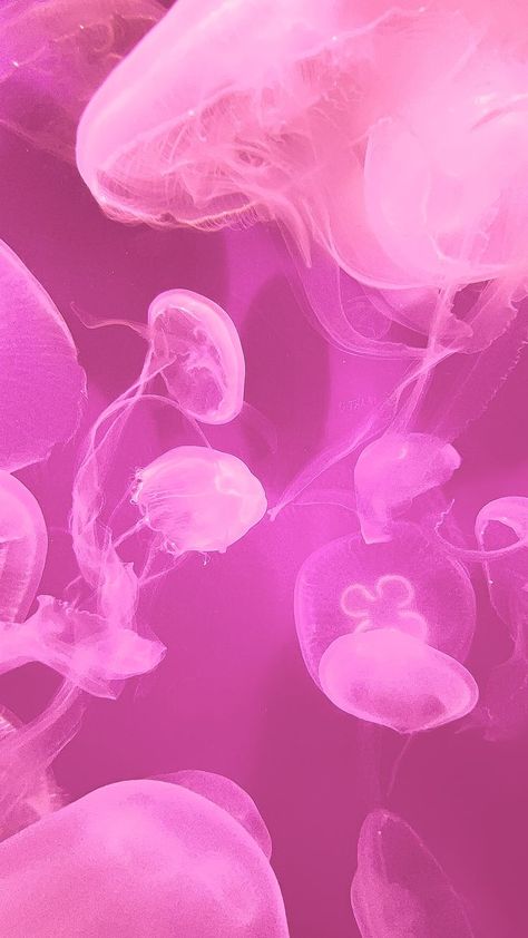 pink, jellyfish, ocean, aesthetic. Pink Jellyfish Aesthetic Wallpaper, Pink Medusa Wallpaper, Pink Fish Wallpaper, Pink Jellyfish Aesthetic, Pink Jelly Wallpaper, Pink Wallpaper Aesthetic Iphone, Jellyfish Wallpaper Iphone, Jellyfish Wallpaper Aesthetic, Pink Jellyfish Wallpaper