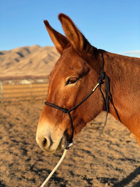 Mule Animal, Draft Mule, Mules Animal, Horses Western, Horse Behavior, Round Pen, Things To Keep In Mind, Trail Riding, Donkeys