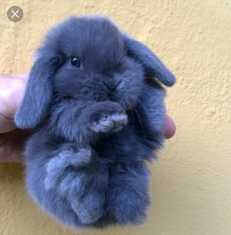 Blue bunny. Sweet Blue Rabbit, Holland Lop, Blue Bunny, Holland, Wall, Animals, Blue