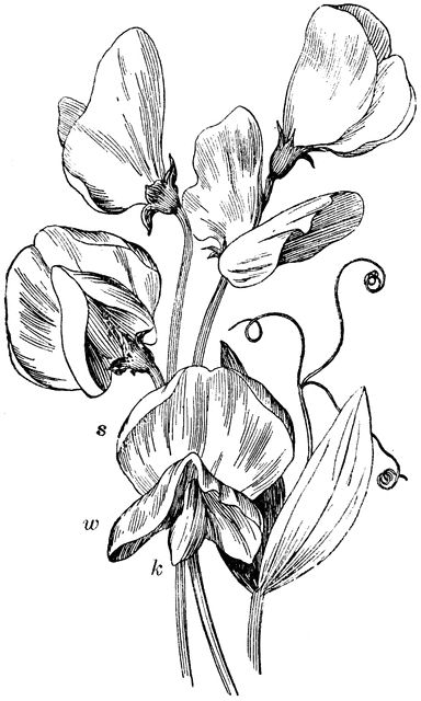 Sweet Pea Sweet Peas Illustration, Sweet Pea Flower Illustration, Sweet Pea Artwork, Vintage Sweet Pea Illustration, Sweetpea Tattoo Black And White, Sweet Pea Drawing, Sweet Pea Illustration, Pea Drawing, Flowers Drawing Simple