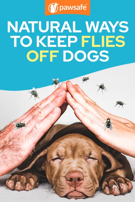 Discover safe methods to protect your dog from annoying flies! Learn about repellent sprays, yard maintenance, and more. #DogCare #FlyRepellent #NaturalMethods #PetWellness #HealthyPets Fly Repellant For Dogs, Fly Remedies, Homemade Fly Spray, Natural Fly Repellant, Deer Fly, Get Rid Of Flies, Dog Wound, Fly Spray, Natural Mosquito Repellant