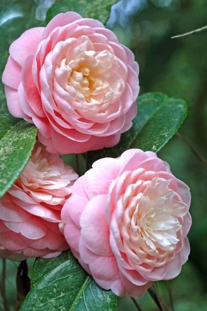 Camellia Flower, Organic Gardening Tips, Exotic Flowers, Flower Beauty, Beautiful Blooms, Love Flowers, My Flower, Garden Inspiration, Pretty Flowers