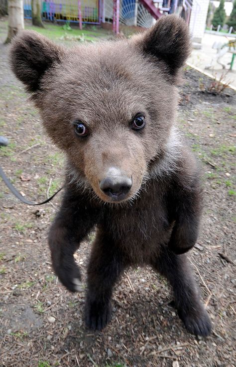 I want that bear to snuggle. Baby Bear, Brown Bear, Animals